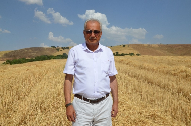 Kurtalan’da Buğday Hasat Dönemi Başladı