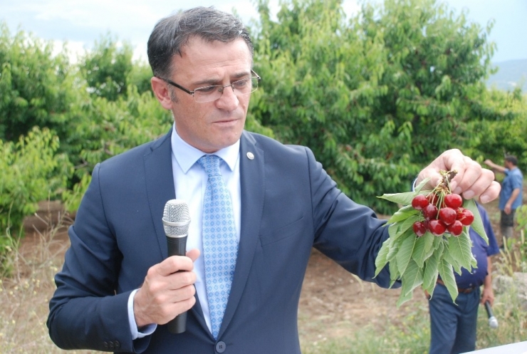 Tokat’ta İhracatlık Kiraz Hasadı Başladı