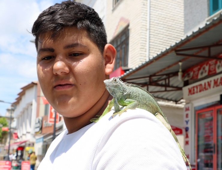 İguanayı Papağan Gibi Omzunda Gezdiriyor