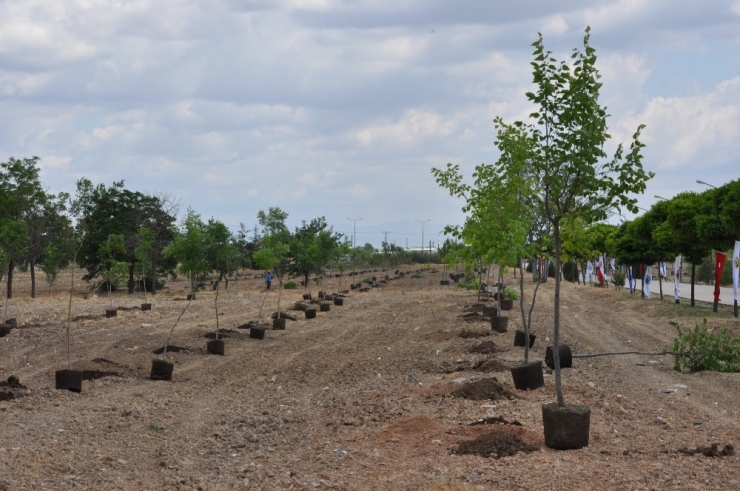 Akü’de Bin 200 Fidan Toprakla Buluştu