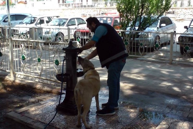 Sıcaktan Bunalan Köpeğe Polis Şefkati