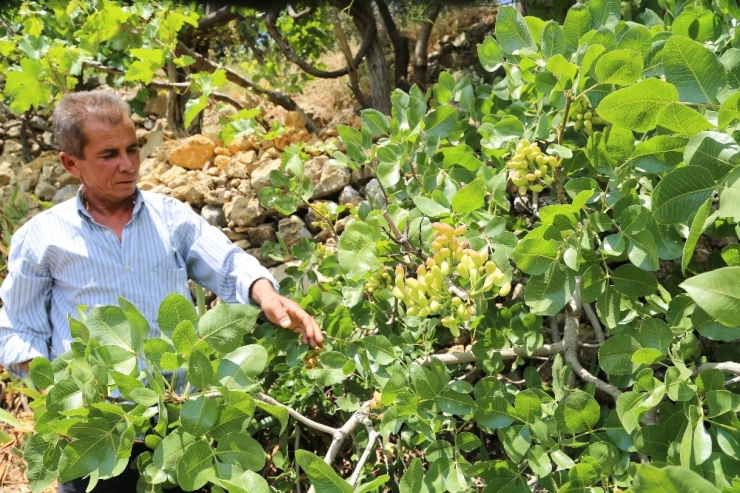 Badem Ağacından 5 Tür Meyve Topluyor