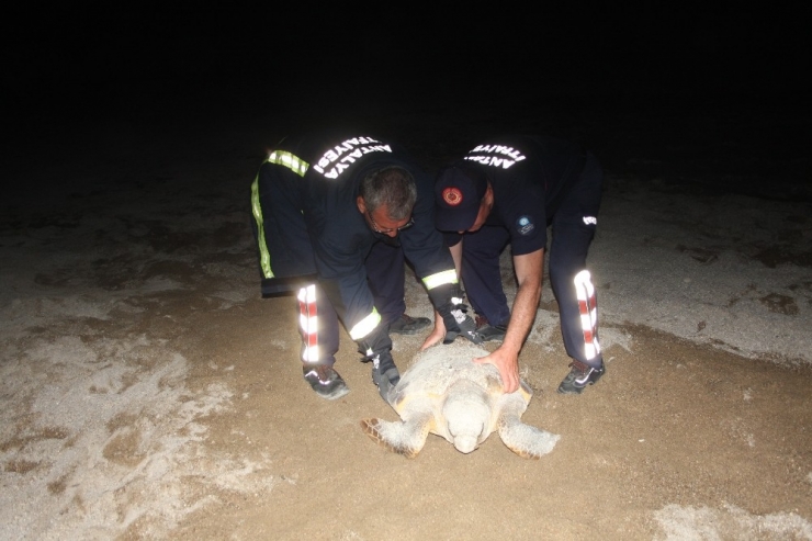 Yumurta Bırakırken Yolunu Kaybeden Dev Caretta Caretta Köpeklerin Saldırısına Uğradı