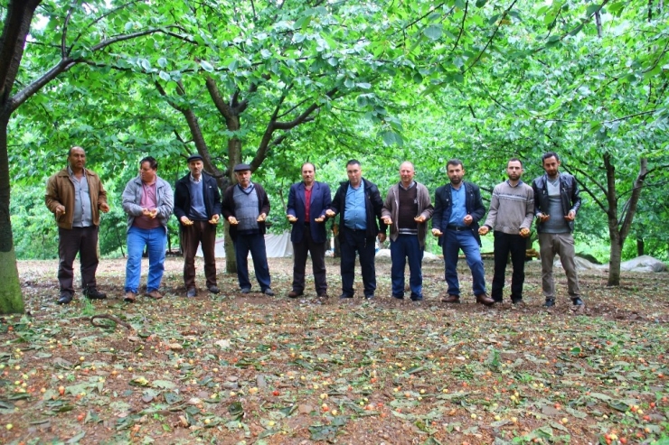 Aydın’da Kiraz Sezonu Başlamadan Bitti