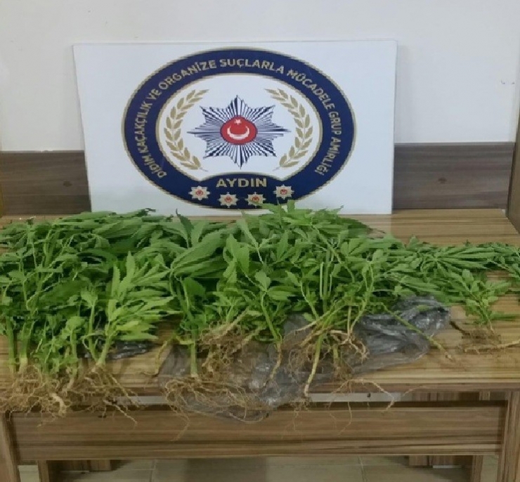 Banyon Küvetinde Uyuşturucu Yetiştirmiş