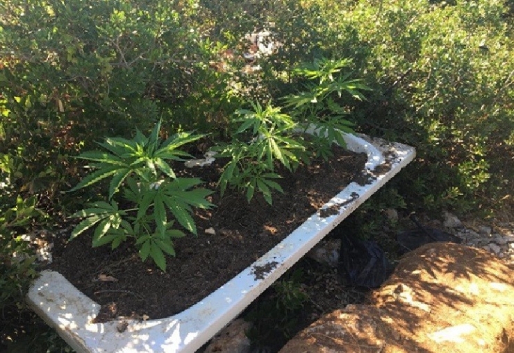 Banyon Küvetinde Uyuşturucu Yetiştirmiş