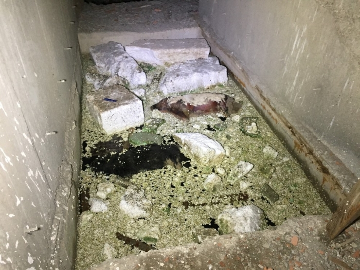 Çocuklar Buldu...bursa’da Esrarengiz Olay