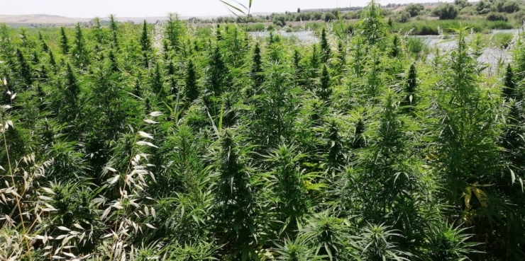 Diyarbakır’da 122 Bin 789 Kök Kenevir Ele Geçirildi