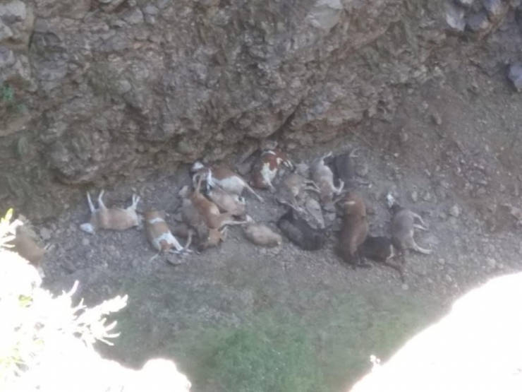 Doludan Kaçan Hayvanlar Uçurumdan Düşerek Telef Oldu