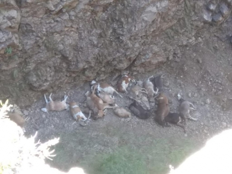 Doludan Kaçan Hayvanlar Uçurumdan Düşerek Telef Oldu