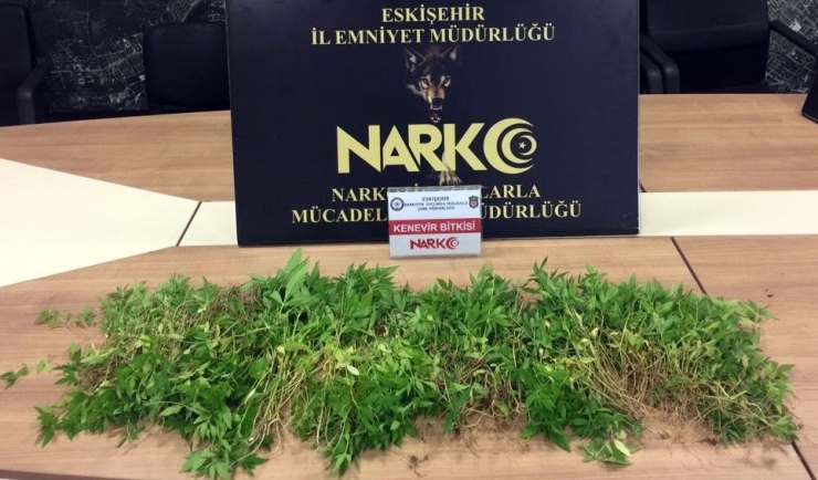 Eskişehir’de 545 Kök Hint Keneviri Ele Geçirildi