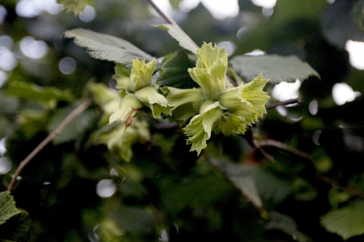 Uygulama Bahçeleri Olumlu Sonuç Verdi, Dönüm Başına 250 Kilo Fındık Alınacak