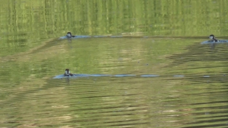Kars Baraj Gölü Yaban Hayatına Ev Sahipliği Yapıyor
