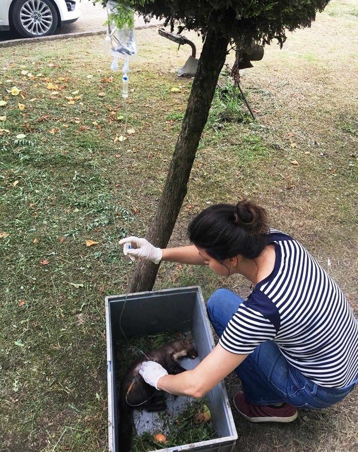 Yaralı Sansar Tedavi Edildi