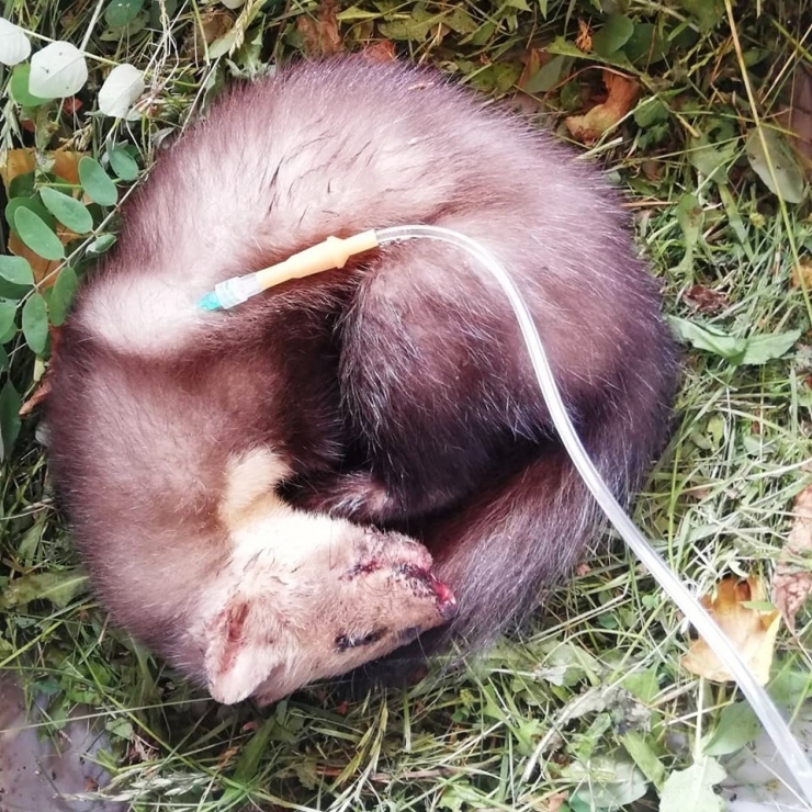 Yaralı Sansar Tedavi Edildi