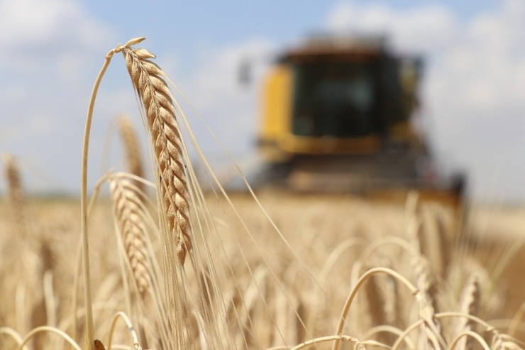 Arpa Üretiminde Türkiye 6’ncısı Aksaray’da Hasat Başladı