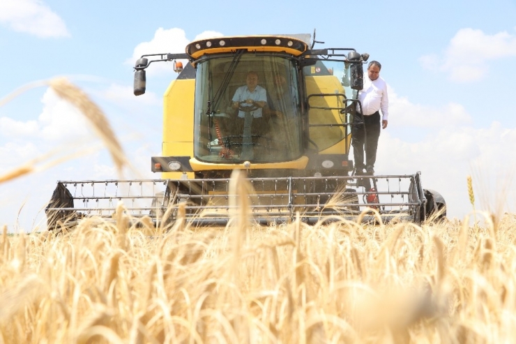 Arpa Üretiminde Türkiye 6’ncısı Aksaray’da Hasat Başladı