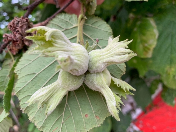 Fındıkta Zirai Mücadele Uyarısı