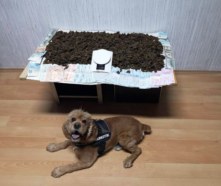 Narkotik Köpeğinden Bingo