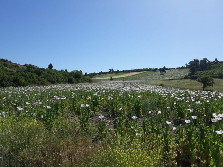 Balıkesir’de 250 Bin Kök Haşhaş Ele Geçirildi