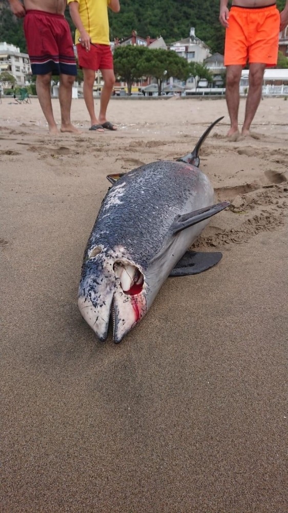 İnkumu’nda Ölü Yunus Sahile Vurdu