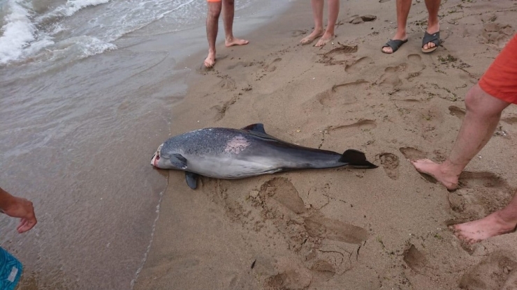 İnkumu’nda Ölü Yunus Sahile Vurdu