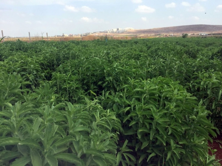 Asrın Bitkisinde Hasat Başladı