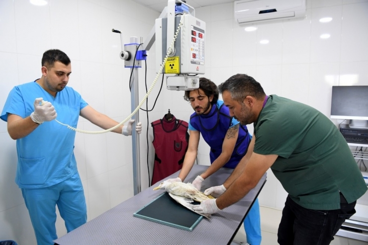 Balıkçıların Misinasına Ayağı Dolanan Martı Ölümden Döndü