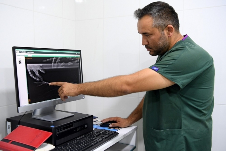 Balıkçıların Misinasına Ayağı Dolanan Martı Ölümden Döndü