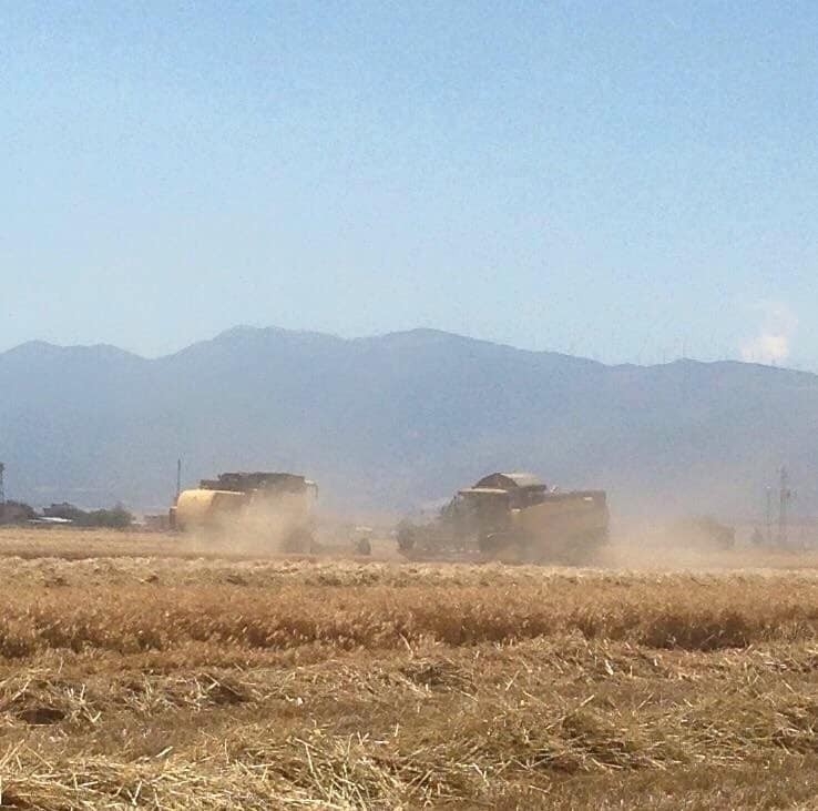 Nurdağı’nda Hububat Hasadı Başladı