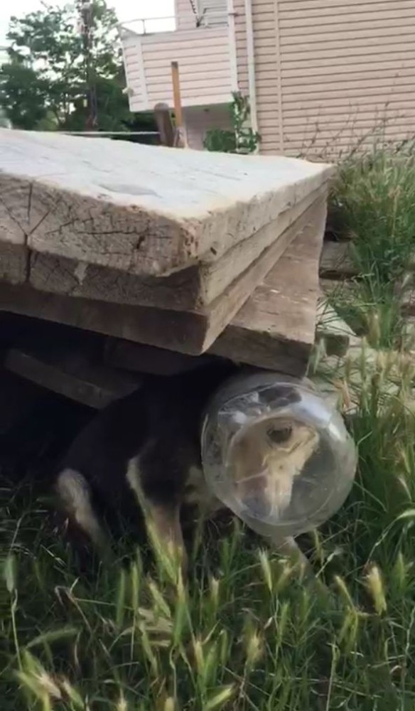 Kafası Bidona Sıkışan Köpeği Duyarlı Vatandaş Ve İtfaiye Kurtardı