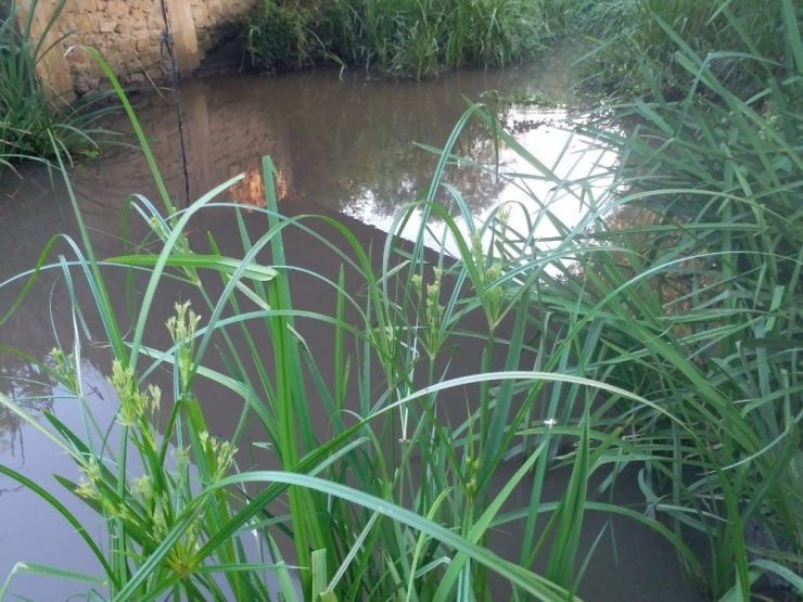 Tekirdağ’da Dere Kirliliği