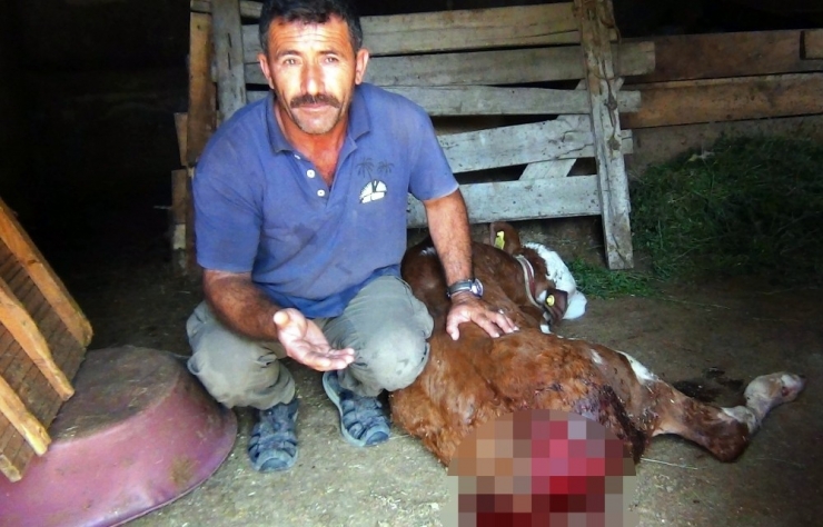 Sokak Köpekleri İki Buzağının Kuyruğunu Kökünden Kopardı