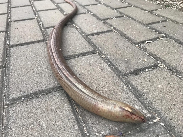 Bursa’da Oluklu Kertenkele Şoku