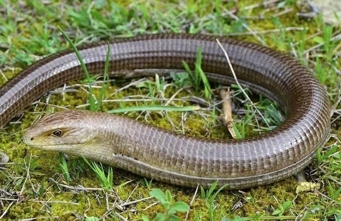 Bursa’da Oluklu Kertenkele Şoku