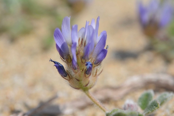 Yeni Keşfedildi, Türkiye’de Yetişiyor