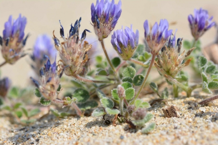 Yeni Keşfedildi, Türkiye’de Yetişiyor