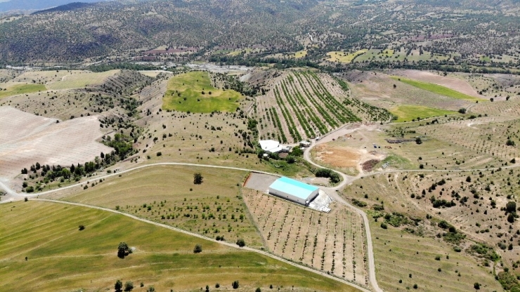 Kemah Ve Ceviz Aşkına Milyonlarca Liralık Yatırım