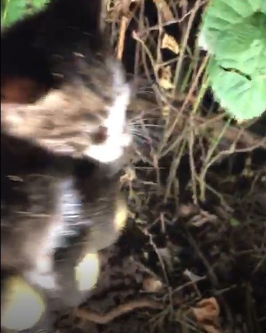 Toprağa Gömülü Kediyi İtfaiye Ekipleri Kurtardı