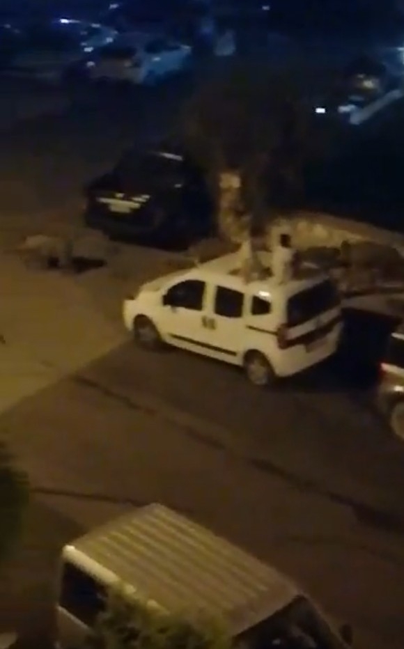 Domuz Sürüsü Şehre İndi, Korkan Çocuklar Araçların Üzerine Çıktı