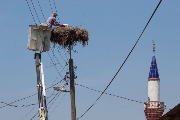 Aydın’ın Leylekleri Halkalandı