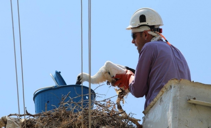 Aydın’ın Leylekleri Halkalandı