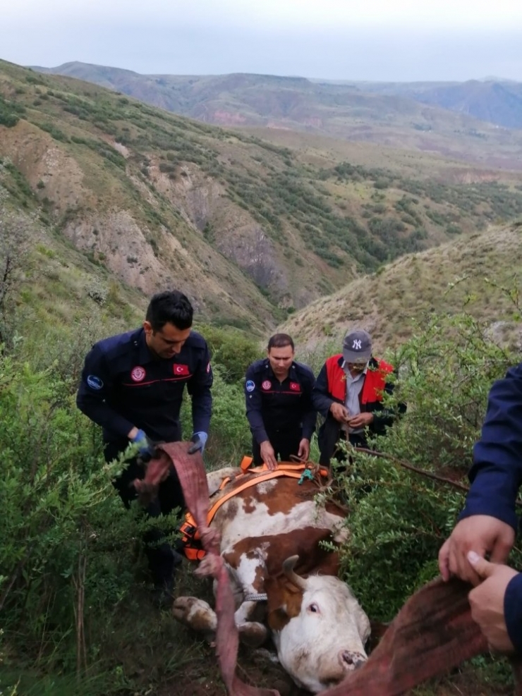 Uçuruma Yuvarlanan İnek İtfaiye Tarafından Kurtarıldı