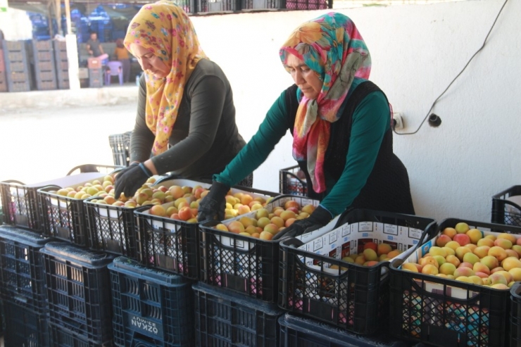 Kayısı 20 Liradan 1 Liraya Düştü