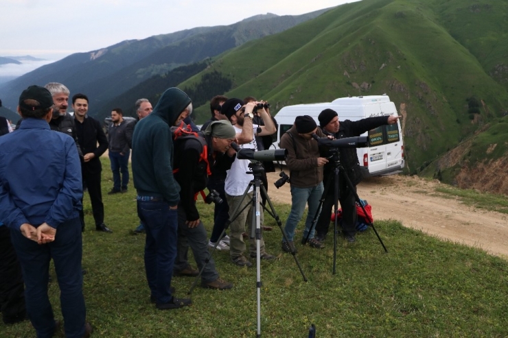 Dağ Horozu Kendini 3 Yıl Sonra 2 Km Uzaktan Dürbünle Gösterdi