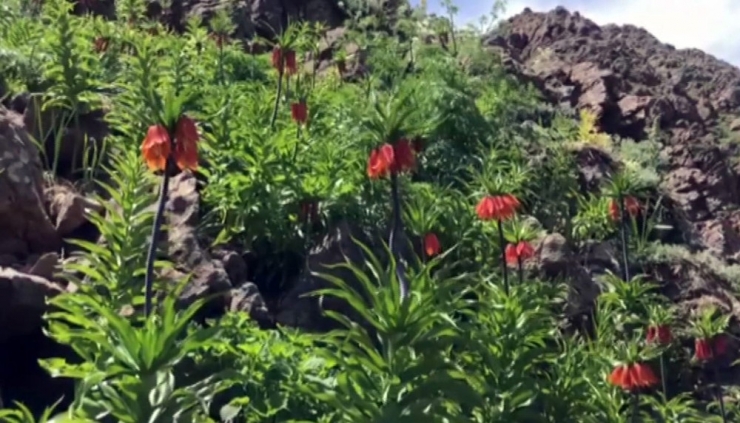 Tunceli Valisi Sonel, 2 Bin Rakımda Koruma Altında Bulunan Ters Laleleri İnceledi