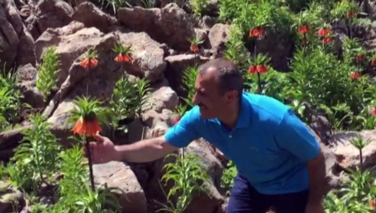 Tunceli Valisi Sonel, 2 Bin Rakımda Koruma Altında Bulunan Ters Laleleri İnceledi