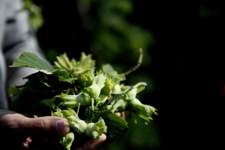 Fındık Hasadı Öncesi Korkutan Açıklama