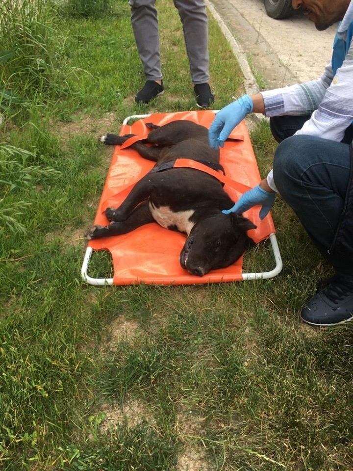 Van’da Pitbull Cinci Köpek Bulunduran Şahsa 7 Bin 802 Lira Ceza