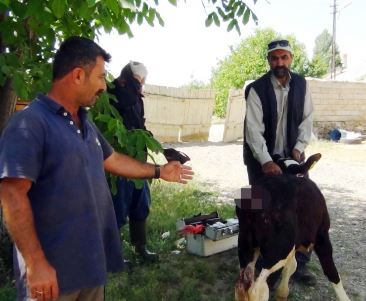 Sokak Köpekleri İki Buzağının Kuyruğunu Kökünden Kopardı